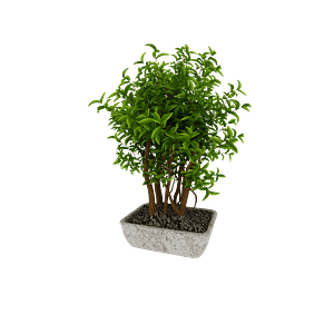 Plant_3MPLTsng_10032