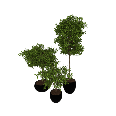 Plant_3MSFsng_10014